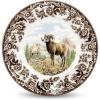 Bighorn Sheep